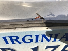 Dolichomitus irritator