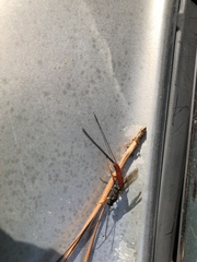 Dolichomitus irritator