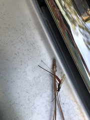 Dolichomitus irritator