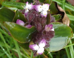Tradescantia cerinthoides