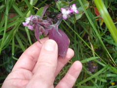 Tradescantia cerinthoides