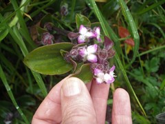 Tradescantia cerinthoides