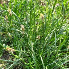 Turkish sedge (Carex turkestanica)