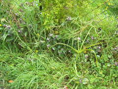 Tradescantia cerinthoides