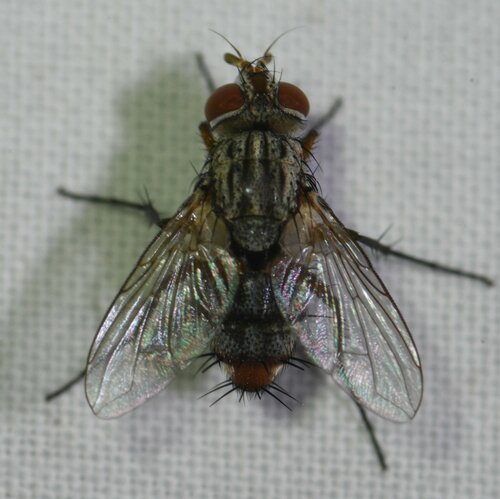 Genea robertsonii
