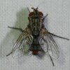 Genea robertsonii - Photo (c) Joe MDO, some rights reserved (CC BY-NC), uploaded by Joe MDO