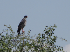 Melierax metabates