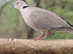 Streptopelia decipiens