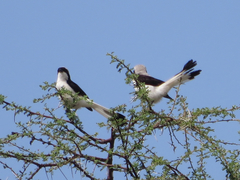 Lanius excubitoroides