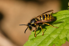 Dolichovespula saxonica