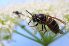 Dolichovespula saxonica