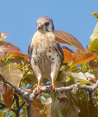 Falco sparverius image