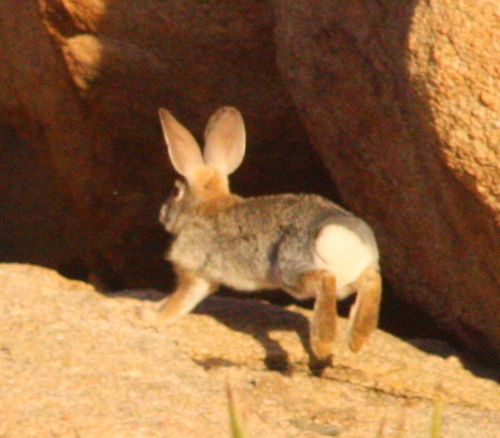 Sylvilagus audubonii