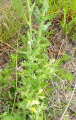 Senecio ilicifolius