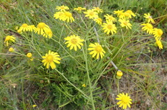 Senecio ilicifolius