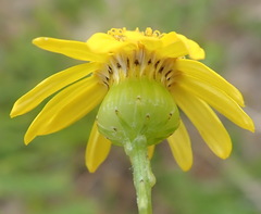 Senecio ilicifolius