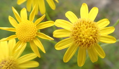 Senecio ilicifolius