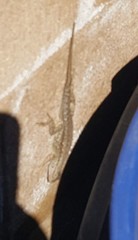 Sceloporus occidentalis