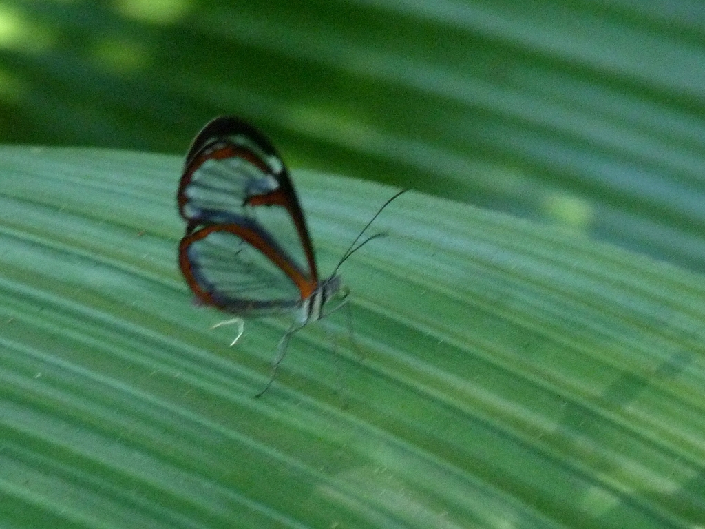 Pseudoscada acilla