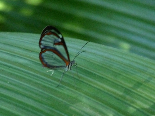 Pseudoscada acilla