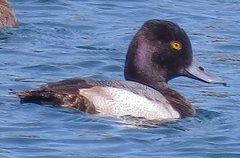 Aythya affinis image