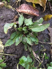 Iodanthus pinnatifidus