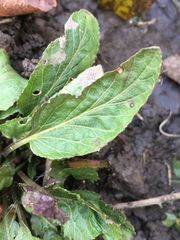 Iodanthus pinnatifidus