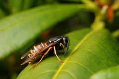 Vespula rufa