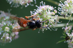 Vespula rufa