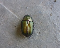 Protaetia cuprea cuprea