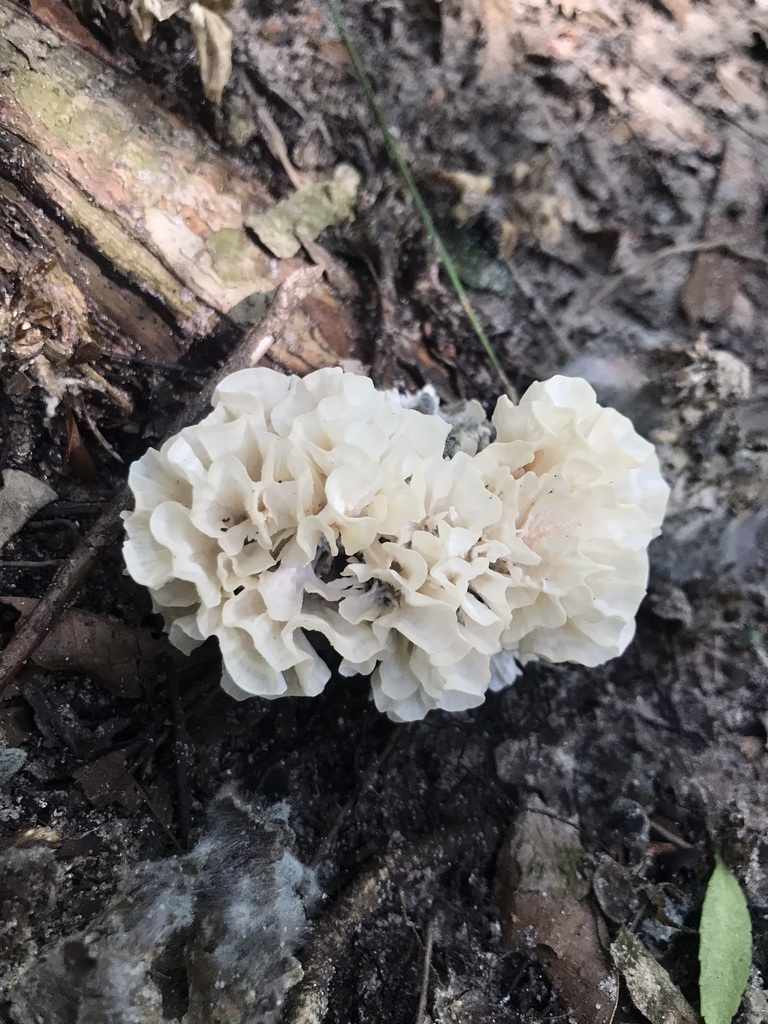 Irpex rosettiformis · April 2023 · photo: © tutitah (iNaturalist, cc0)