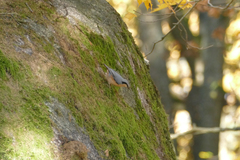 Sitta europaea caesia