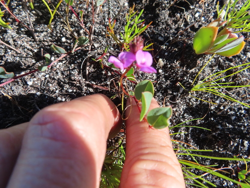 Image of Indigofera ovata by (c) linkie, some rights reserved (CC BY)