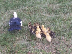 Cairina moschata domestica