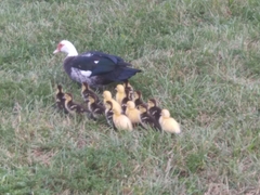 Cairina moschata domestica
