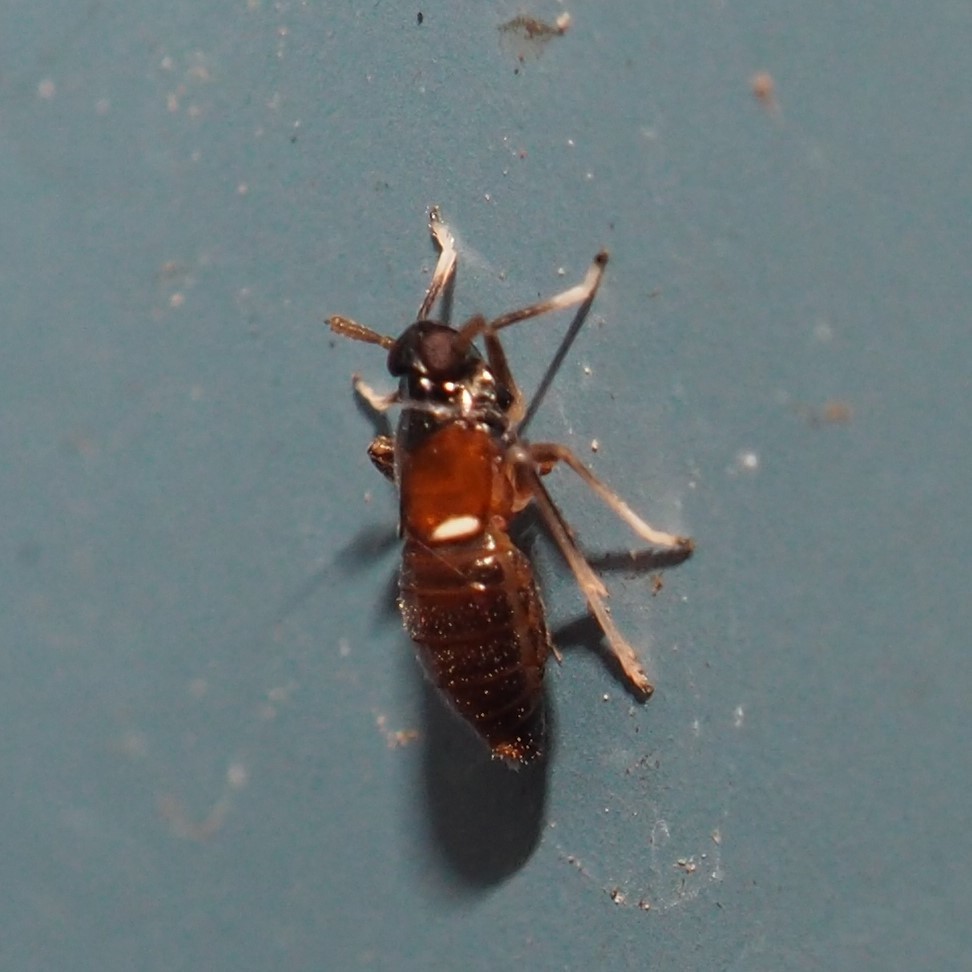 Pissonotus guttatus