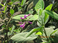 Uroskinnera hirtiflora