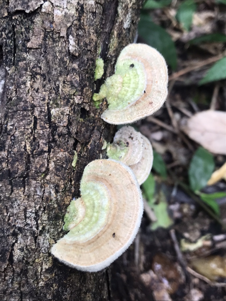 Trametes villosa · April 2023 · photo: © tutitah (iNaturalist, cc0)