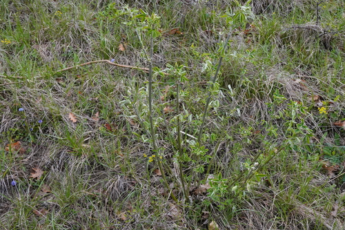 Laburnum anagyroides