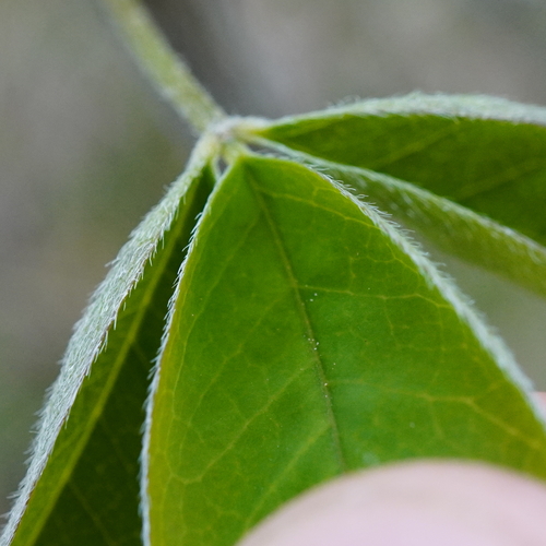 Laburnum anagyroides