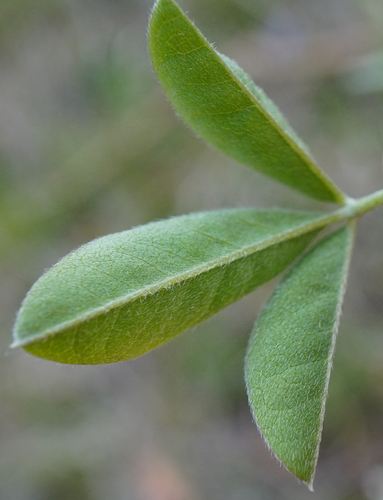 Laburnum anagyroides