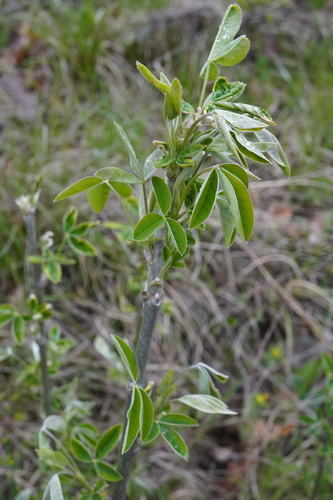 Laburnum anagyroides