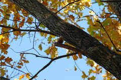 Sitta europaea caesia