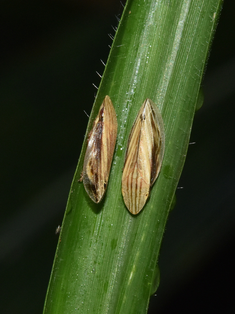 Clovia prolixa