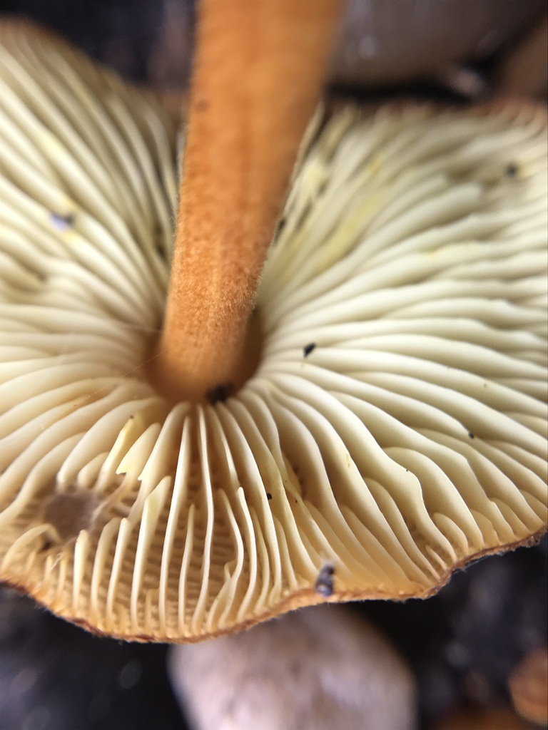 Heimiomyces tenuipes · April 2023 · photo: © tutitah (iNaturalist, cc0)
