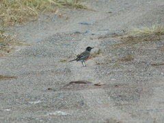 Turdus migratorius image