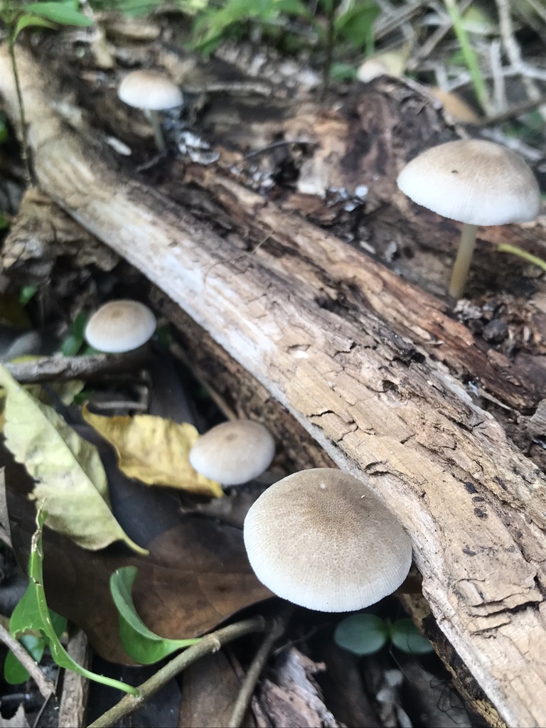 Pluteus longistriatus · April 2023 · photo: © tutitah (iNaturalist, cc0)