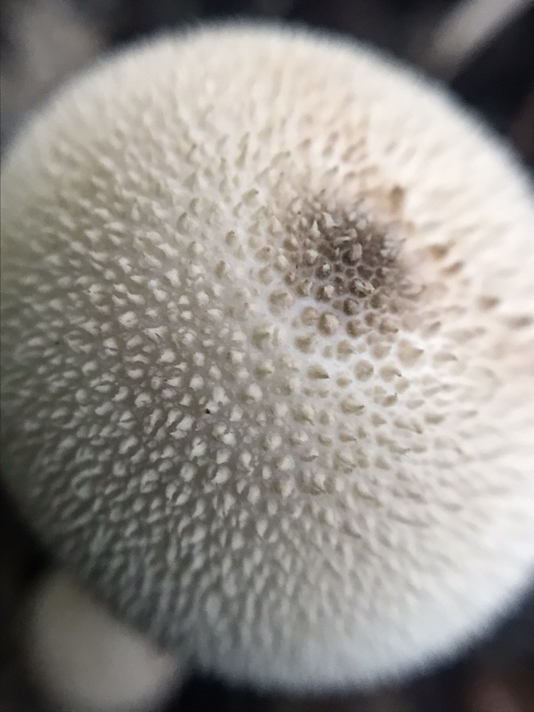 Lycoperdon perlatum · April 2023 · photo: © tutitah (iNaturalist, cc0)