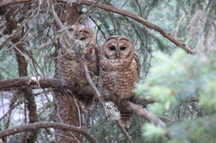 Strix occidentalis lucida