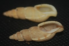 Tritonoharpa lanceolata